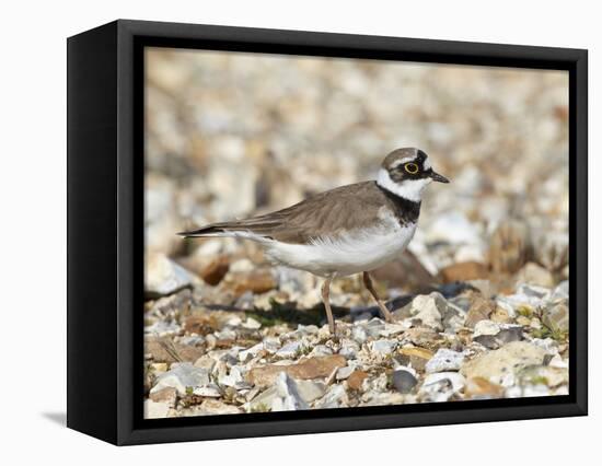 Little Ringed Plover (Charadrius Dubius) on the Edge of Gravel Pit, Hampshire, England, UK, April-Richard Steel-Framed Stretched Canvas