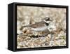 Little Ringed Plover (Charadrius Dubius) on the Edge of Gravel Pit, Hampshire, England, UK, April-Richard Steel-Framed Stretched Canvas