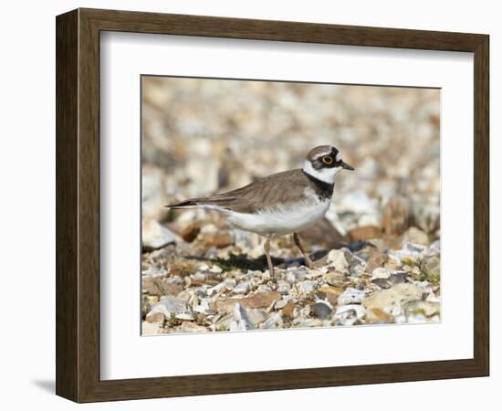 Little Ringed Plover (Charadrius Dubius) on the Edge of Gravel Pit, Hampshire, England, UK, April-Richard Steel-Framed Photographic Print