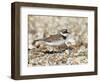 Little Ringed Plover (Charadrius Dubius) on the Edge of Gravel Pit, Hampshire, England, UK, April-Richard Steel-Framed Photographic Print