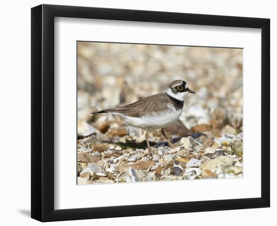 Little Ringed Plover (Charadrius Dubius) on the Edge of Gravel Pit, Hampshire, England, UK, April-Richard Steel-Framed Photographic Print