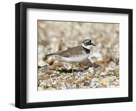 Little Ringed Plover (Charadrius Dubius) on the Edge of Gravel Pit, Hampshire, England, UK, April-Richard Steel-Framed Photographic Print