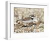 Little Ringed Plover (Charadrius Dubius) on the Edge of Gravel Pit, Hampshire, England, UK, April-Richard Steel-Framed Photographic Print