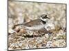 Little Ringed Plover (Charadrius Dubius) on the Edge of Gravel Pit, Hampshire, England, UK, April-Richard Steel-Mounted Photographic Print