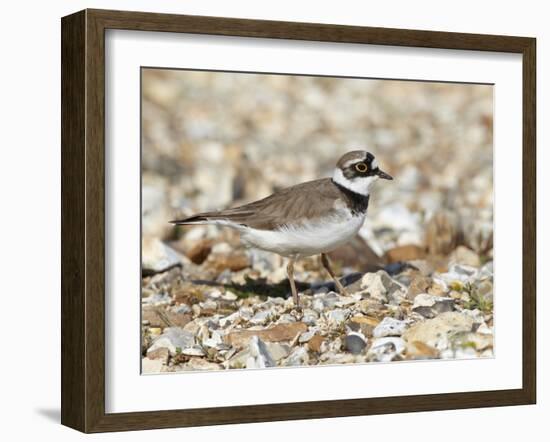 Little Ringed Plover (Charadrius Dubius) on the Edge of Gravel Pit, Hampshire, England, UK, April-Richard Steel-Framed Photographic Print