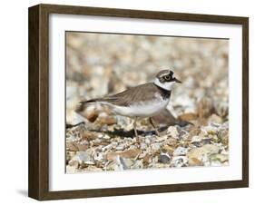 Little Ringed Plover (Charadrius Dubius) on the Edge of Gravel Pit, Hampshire, England, UK, April-Richard Steel-Framed Photographic Print