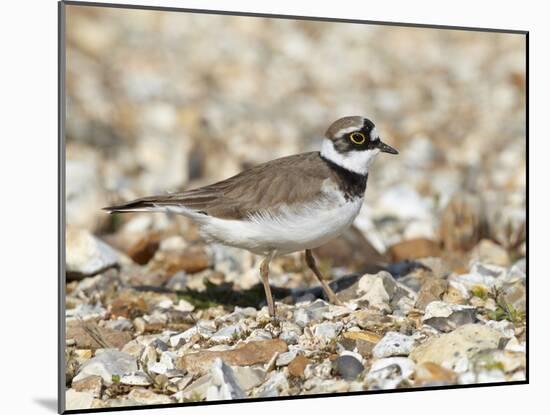 Little Ringed Plover (Charadrius Dubius) on the Edge of Gravel Pit, Hampshire, England, UK, April-Richard Steel-Mounted Photographic Print