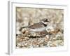 Little Ringed Plover (Charadrius Dubius) on the Edge of Gravel Pit, Hampshire, England, UK, April-Richard Steel-Framed Photographic Print