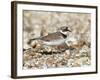 Little Ringed Plover (Charadrius Dubius) on the Edge of Gravel Pit, Hampshire, England, UK, April-Richard Steel-Framed Photographic Print