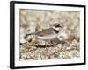 Little Ringed Plover (Charadrius Dubius) on the Edge of Gravel Pit, Hampshire, England, UK, April-Richard Steel-Framed Photographic Print