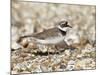 Little Ringed Plover (Charadrius Dubius) on the Edge of Gravel Pit, Hampshire, England, UK, April-Richard Steel-Mounted Photographic Print