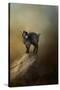 Little Rock Climber-Jai Johnson-Stretched Canvas