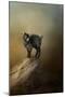 Little Rock Climber-Jai Johnson-Mounted Giclee Print