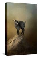 Little Rock Climber-Jai Johnson-Stretched Canvas