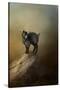 Little Rock Climber-Jai Johnson-Stretched Canvas