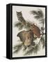 Little Screech Owl or Mottled Owl-John James Audubon-Framed Stretched Canvas