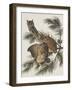 Little Screech Owl or Mottled Owl-John James Audubon-Framed Art Print