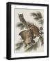 Little Screech Owl or Mottled Owl-John James Audubon-Framed Art Print