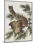 Little Screech Owl or Mottled Owl-John James Audubon-Mounted Art Print