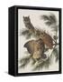 Little Screech Owl or Mottled Owl-John James Audubon-Framed Stretched Canvas