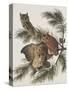 Little Screech Owl or Mottled Owl-John James Audubon-Stretched Canvas