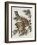 Little Screech Owl or Mottled Owl-John James Audubon-Framed Art Print