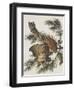 Little Screech Owl or Mottled Owl-John James Audubon-Framed Art Print