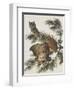 Little Screech Owl or Mottled Owl-John James Audubon-Framed Art Print