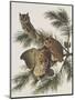 Little Screech Owl or Mottled Owl-John James Audubon-Mounted Art Print