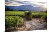 Little Shed, Napa Valley, California-George Oze-Mounted Photographic Print