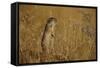 Little Souslik Standing Alert, Bagerova Steppe, Kerch Peninsula, Crimea, Ukraine-Lesniewski-Framed Stretched Canvas