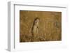 Little Souslik Standing Alert, Bagerova Steppe, Kerch Peninsula, Crimea, Ukraine-Lesniewski-Framed Photographic Print