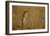 Little Souslik Standing Alert, Bagerova Steppe, Kerch Peninsula, Crimea, Ukraine-Lesniewski-Framed Photographic Print