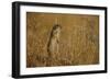 Little Souslik Standing Alert, Bagerova Steppe, Kerch Peninsula, Crimea, Ukraine-Lesniewski-Framed Photographic Print