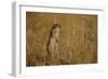 Little Souslik Standing Alert, Bagerova Steppe, Kerch Peninsula, Crimea, Ukraine-Lesniewski-Framed Photographic Print