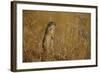 Little Souslik Standing Alert, Bagerova Steppe, Kerch Peninsula, Crimea, Ukraine-Lesniewski-Framed Photographic Print