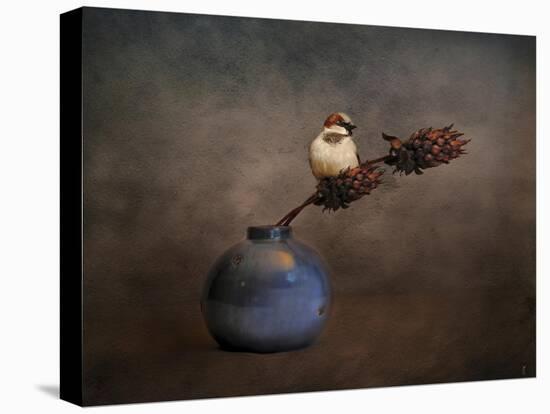 Little Sparrow Friend-Jai Johnson-Stretched Canvas