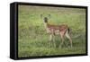 Little Spotted Fawn-Jai Johnson-Framed Stretched Canvas