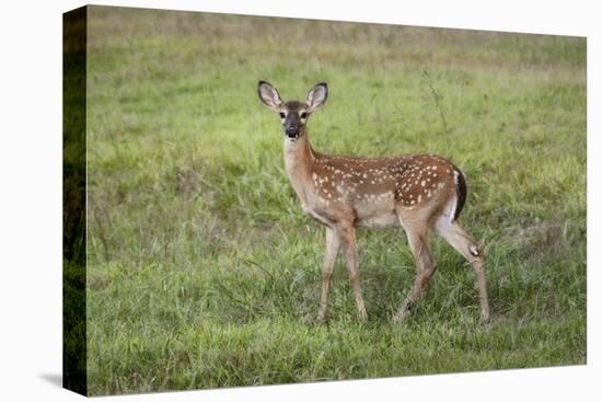 Little Spotted Fawn-Jai Johnson-Stretched Canvas