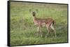 Little Spotted Fawn-Jai Johnson-Framed Stretched Canvas