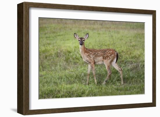 Little Spotted Fawn-Jai Johnson-Framed Giclee Print