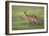 Little Spotted Fawn-Jai Johnson-Framed Giclee Print