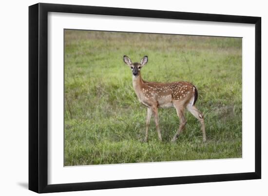 Little Spotted Fawn-Jai Johnson-Framed Giclee Print