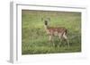 Little Spotted Fawn-Jai Johnson-Framed Giclee Print