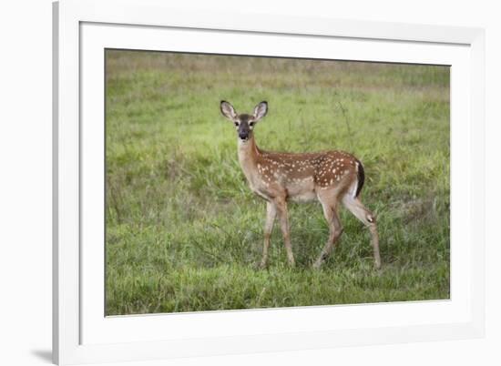 Little Spotted Fawn-Jai Johnson-Framed Giclee Print