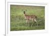 Little Spotted Fawn-Jai Johnson-Framed Giclee Print