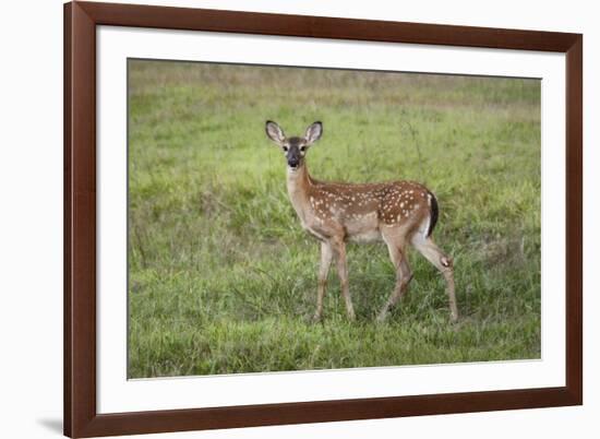 Little Spotted Fawn-Jai Johnson-Framed Giclee Print