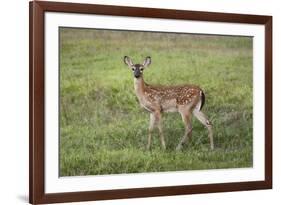 Little Spotted Fawn-Jai Johnson-Framed Giclee Print