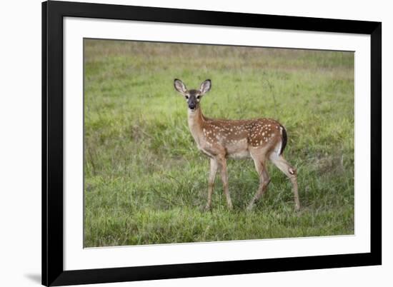 Little Spotted Fawn-Jai Johnson-Framed Giclee Print