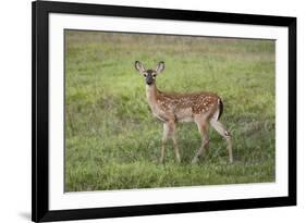 Little Spotted Fawn-Jai Johnson-Framed Giclee Print